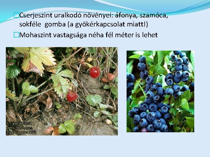 �Cserjeszint uralkodó növényei: áfonya, szamóca, sokféle gomba (a gyökérkapcsolat miatt!) �Mohaszint vastagsága néha fél