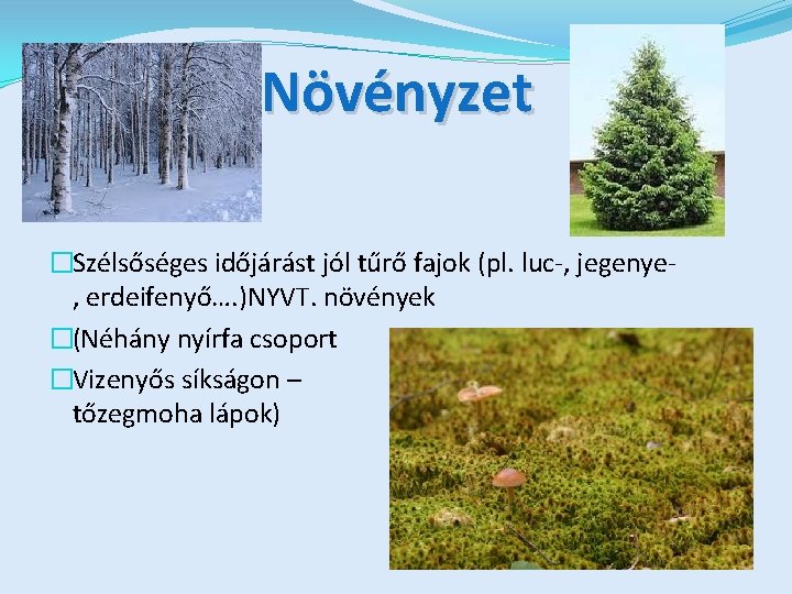 Növényzet �Szélsőséges időjárást jól tűrő fajok (pl. luc-, jegenye, erdeifenyő…. )NYVT. növények �(Néhány nyírfa