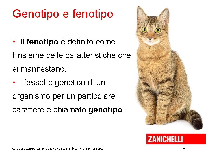 Genotipo e fenotipo • Il fenotipo è definito come l’insieme delle caratteristiche si manifestano.