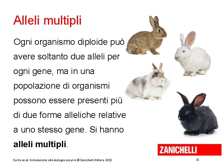 Alleli multipli Ogni organismo diploide può avere soltanto due alleli per ogni gene, ma