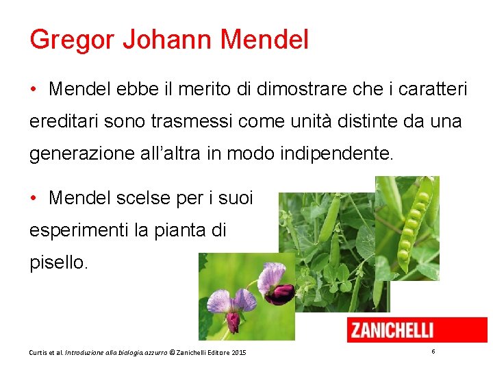 Gregor Johann Mendel • Mendel ebbe il merito di dimostrare che i caratteri ereditari