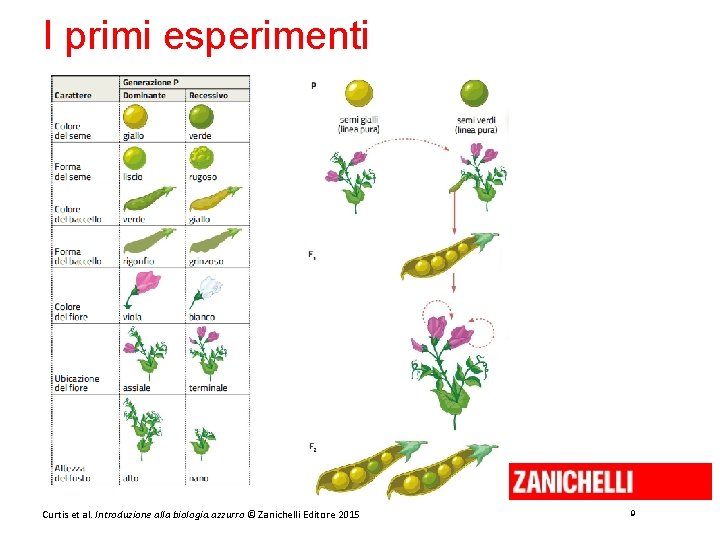 I primi esperimenti Curtis et al. Introduzione alla biologia. azzurro © Zanichelli Editore 2015