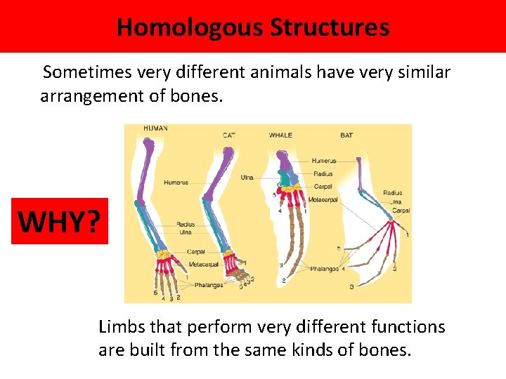 Homologous Structures Sometimes very different animals have very similar arrangement of bones. WHY? Limbs