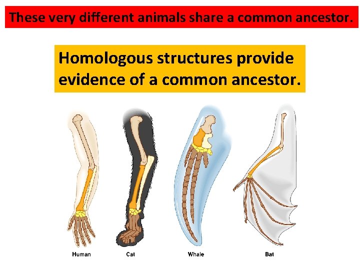 These very different animals share a common ancestor. Homologous structures provide evidence of a