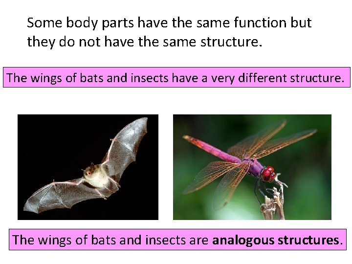 Some body parts have the same function but they do not have the same
