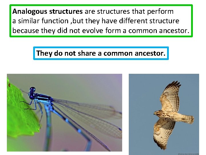 Analogous structures are structures that perform a similar function , but they have different