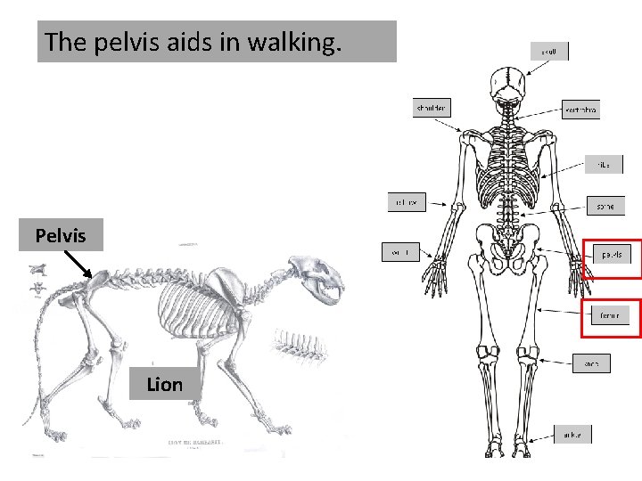 The pelvis aids in walking. Pelvis Lion 