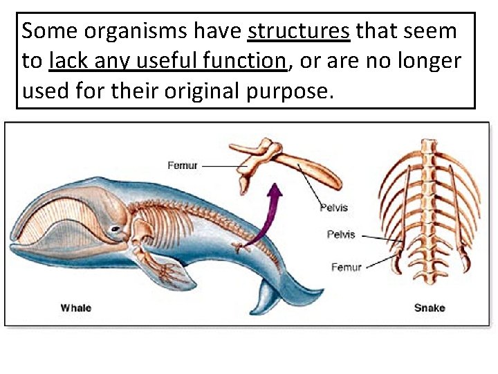 Some organisms have structures that seem to lack any useful function, or are no