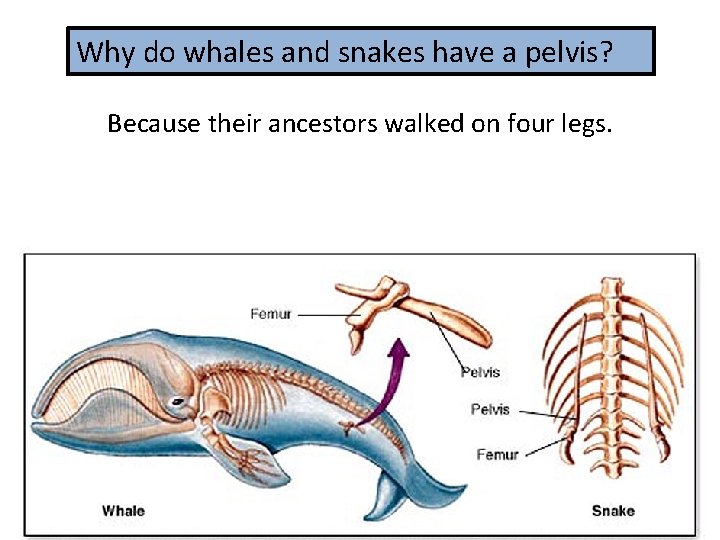Why do whales and snakes have a pelvis? Because their ancestors walked on four