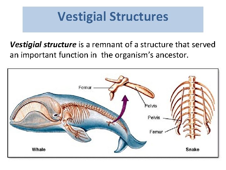 Vestigial Structures Vestigial structure is a remnant of a structure that served an important