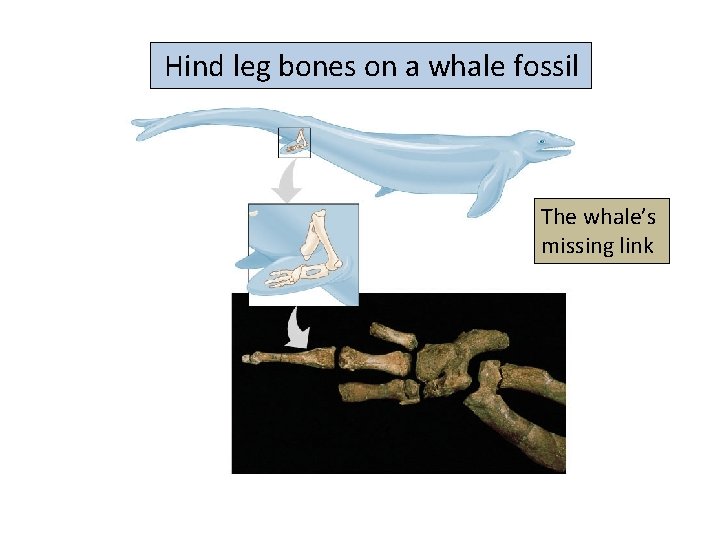  Hind leg bones on a whale fossil The whale’s missing link 