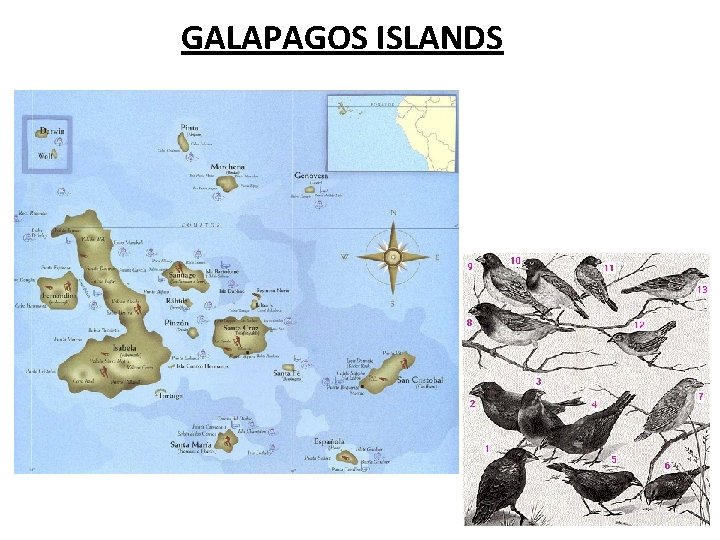 GALAPAGOS ISLANDS 