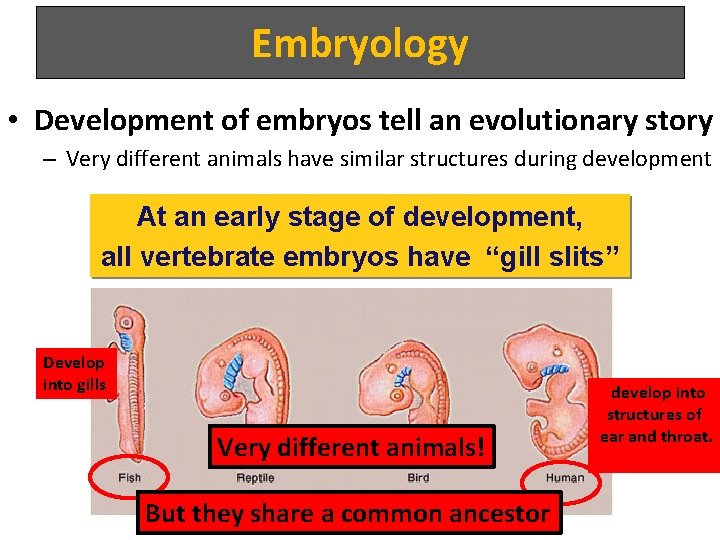 Embryology • Development of embryos tell an evolutionary story – Very different animals have
