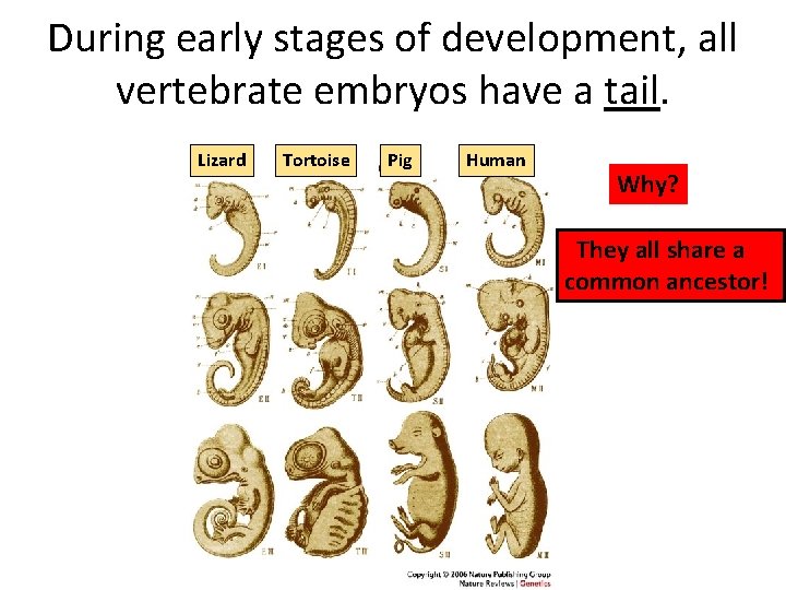 During early stages of development, all vertebrate embryos have a tail. Lizard Tortoise Pig