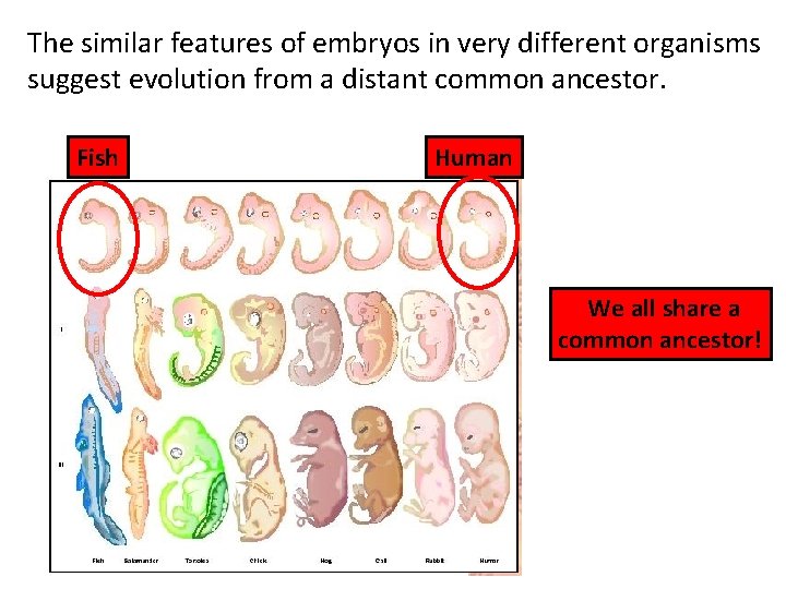 The similar features of embryos in very different organisms suggest evolution from a distant