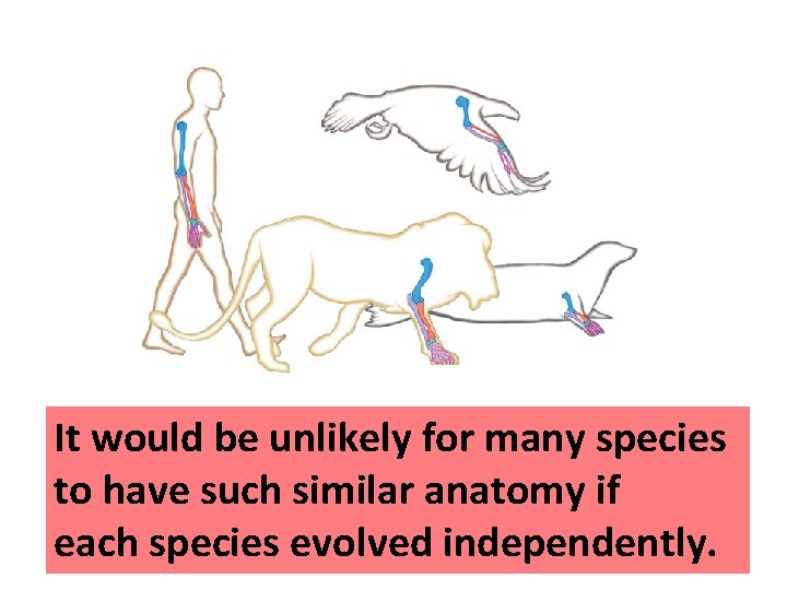 It would be unlikely for many species to have such similar anatomy if each