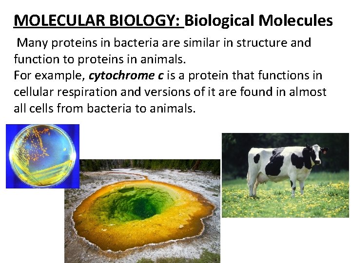 MOLECULAR BIOLOGY: Biological Molecules Many proteins in bacteria are similar in structure and function
