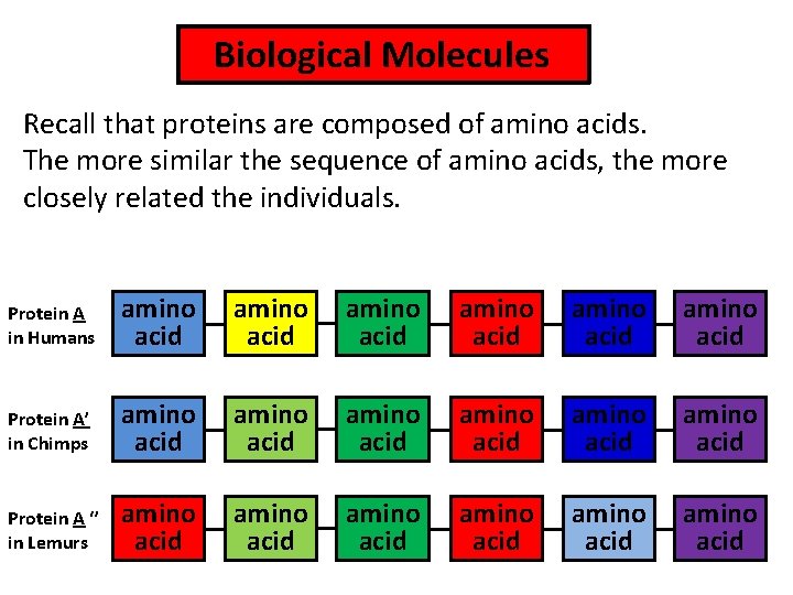  Biological Molecules Recall that proteins are composed of amino acids. The more similar