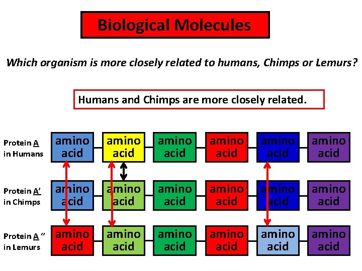  Biological Molecules Which organism is more closely related to humans, Chimps or Lemurs?