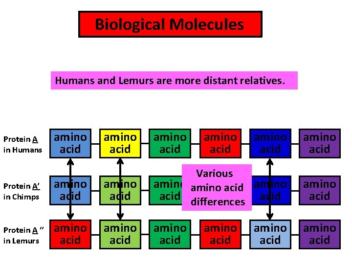  Biological Molecules Humans and Lemurs are more distant relatives. Protein A in Humans