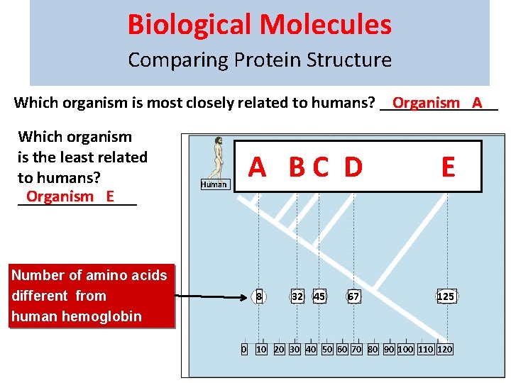 Biological Molecules Comparing Protein Structure Which organism is most closely related to humans? _______
