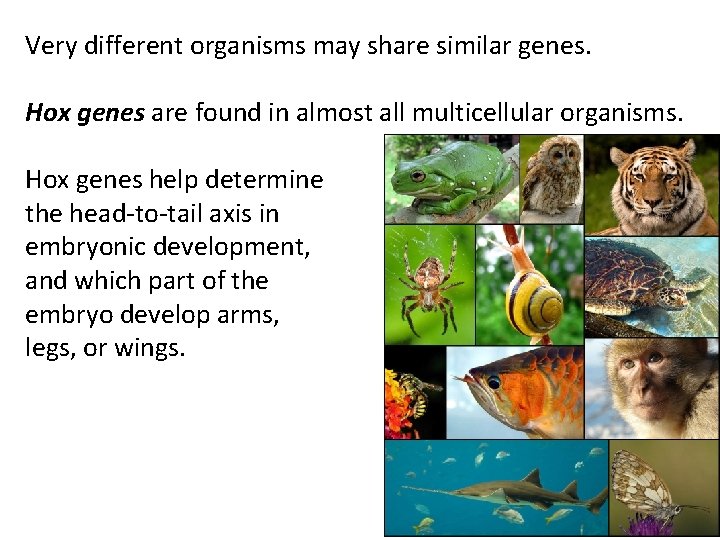 Very different organisms may share similar genes. Hox genes are found in almost all