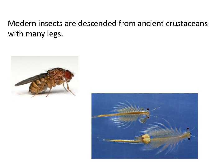 Modern insects are descended from ancient crustaceans with many legs. 