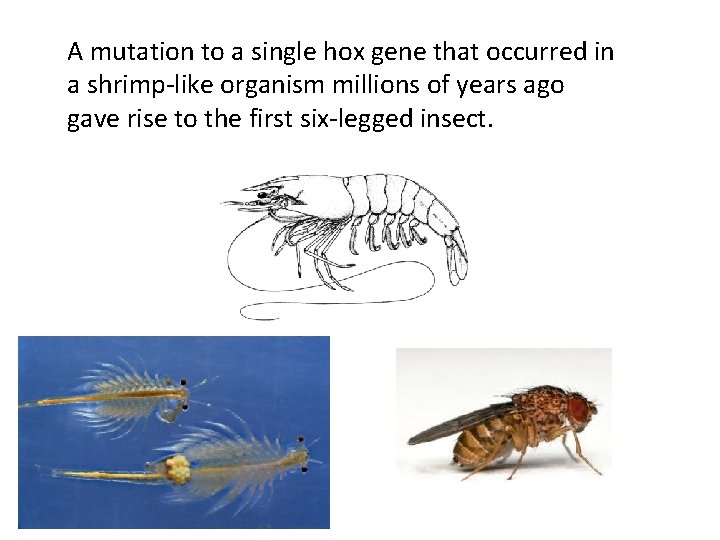 A mutation to a single hox gene that occurred in a shrimp-like organism millions