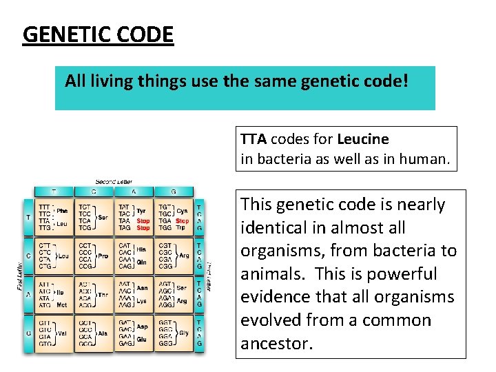 GENETIC CODE All living things use the same genetic code! TTA codes for Leucine