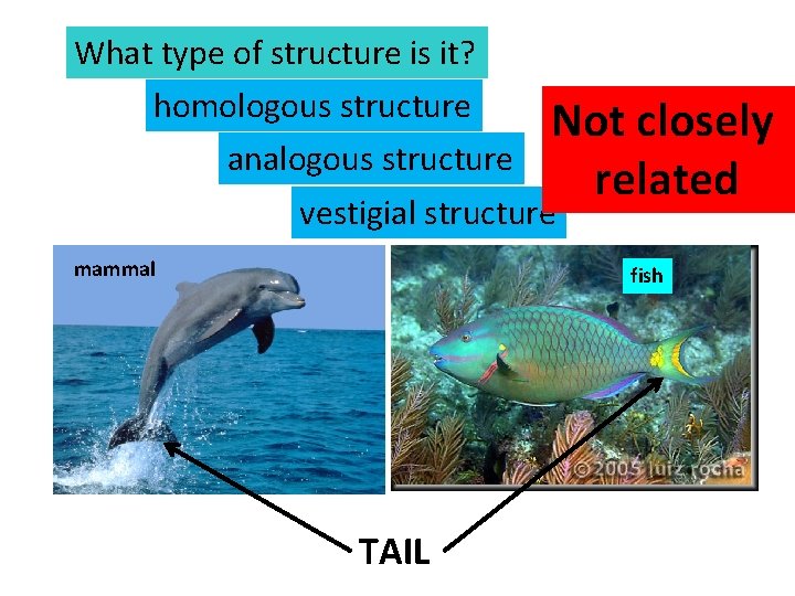 What type of structure is it? homologous structure analogous structure Not closely related vestigial