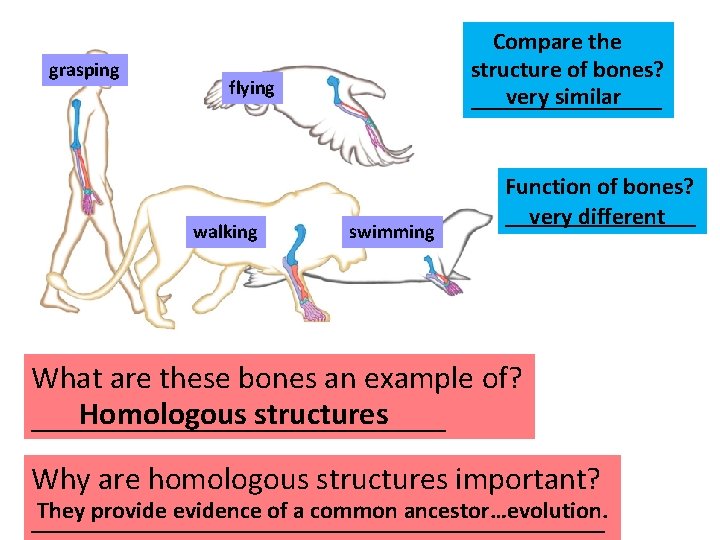 grasping Compare the structure of bones? very similar ________ flying walking swimming Function of