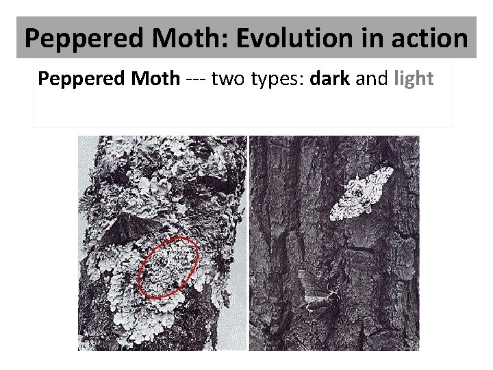 Peppered Moth: Evolution in action Peppered Moth --- two types: dark and light 