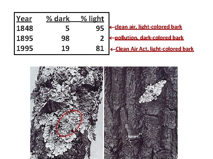 Year 1848 1895 1995 % dark 5 98 19 % light 95 2 81