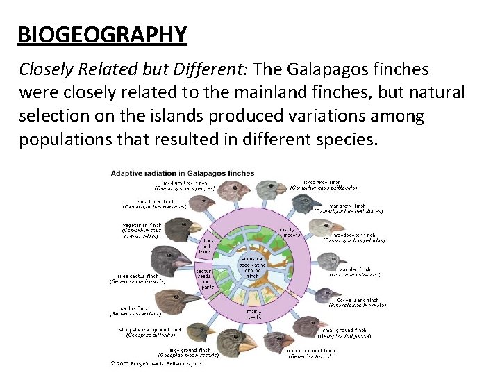 BIOGEOGRAPHY Closely Related but Different: The Galapagos finches were closely related to the mainland