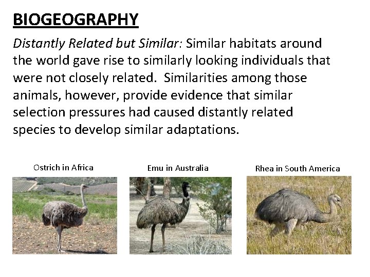 BIOGEOGRAPHY Distantly Related but Similar: Similar habitats around the world gave rise to similarly