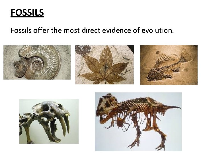 FOSSILS Fossils offer the most direct evidence of evolution. 