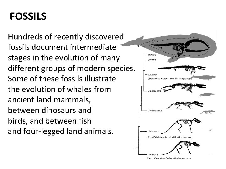 FOSSILS Hundreds of recently discovered fossils document intermediate stages in the evolution of many