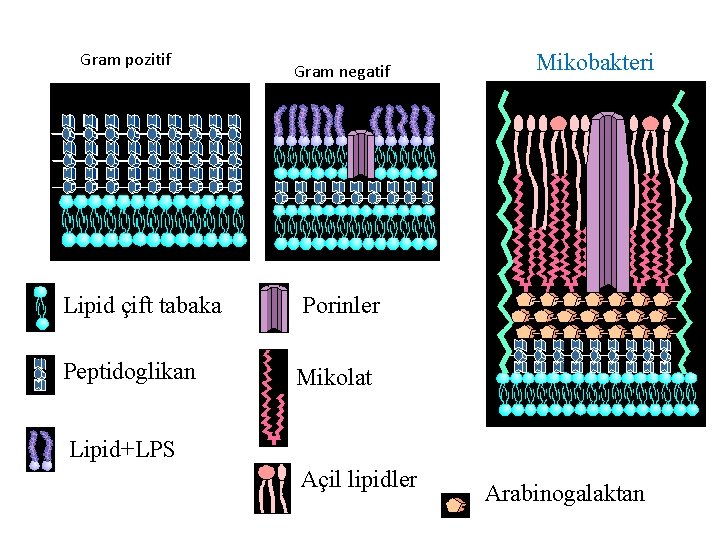 Gram pozitif Gram negatif Lipid çift tabaka Porinler Peptidoglikan Mikolat Mikobakteri Lipid+LPS Açil lipidler