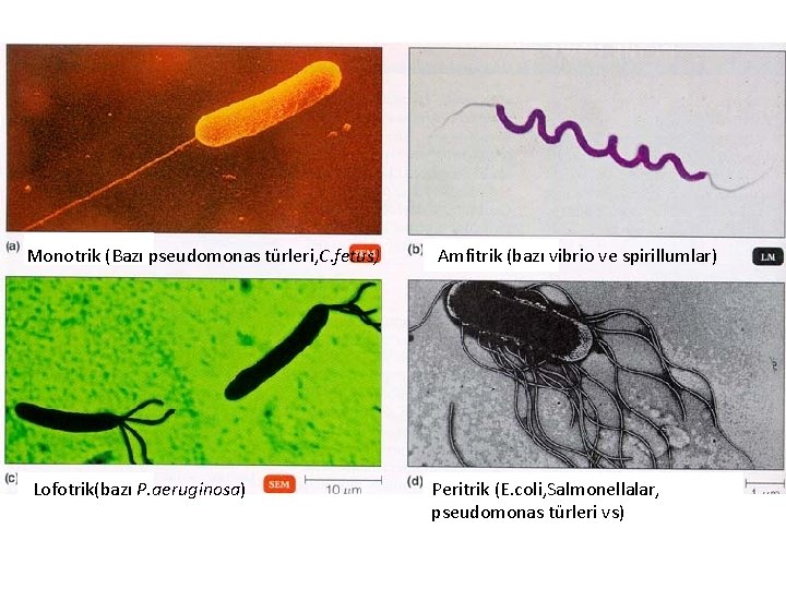 Monotrik (Bazı pseudomonas türleri, C. fetus) Lofotrik(bazı P. aeruginosa) Amfitrik (bazı vibrio ve spirillumlar)