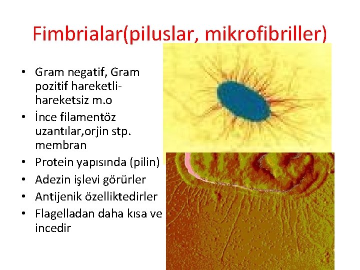 Fimbrialar(piluslar, mikrofibriller) • Gram negatif, Gram pozitif hareketlihareketsiz m. o • İnce filamentöz uzantılar,