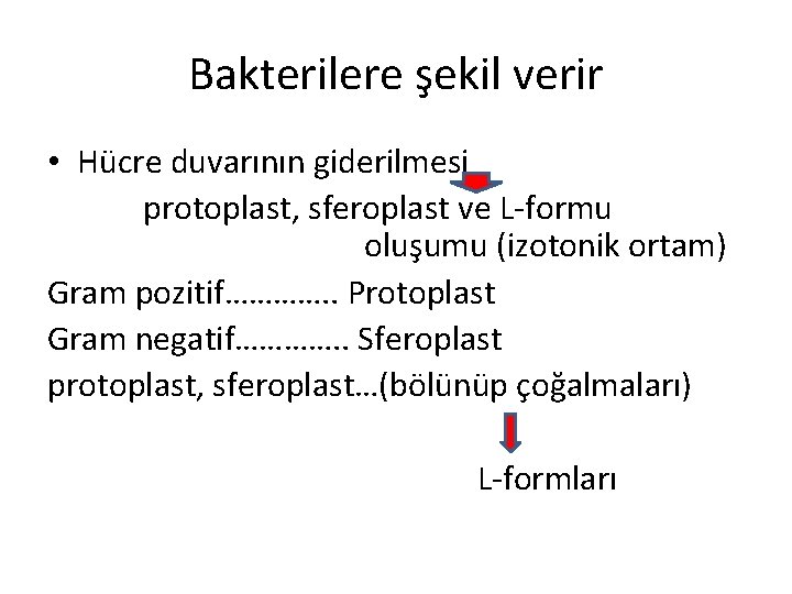 Bakterilere şekil verir • Hücre duvarının giderilmesi protoplast, sferoplast ve L-formu oluşumu (izotonik ortam)