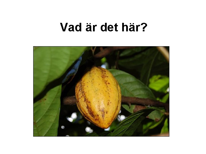 Vad är det här? 