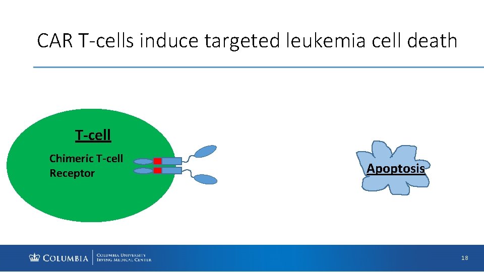 CAR T-cells induce targeted leukemia cell death T-cell Chimeric T-cell Receptor Leukemia CD 19