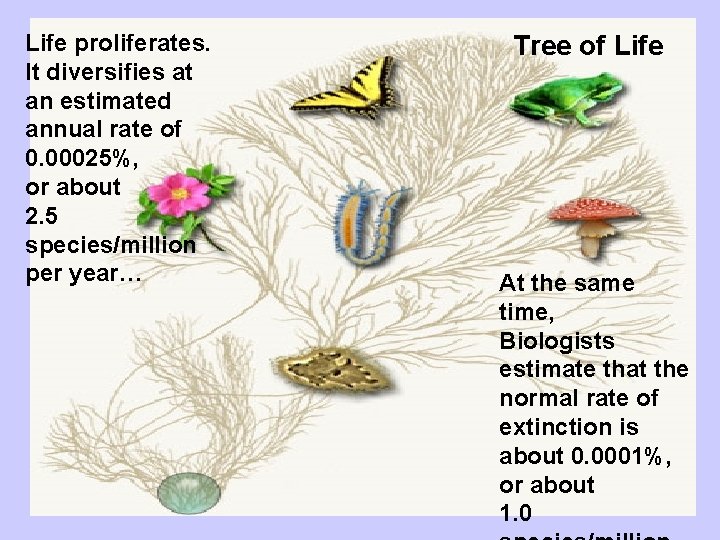 Life proliferates. It diversifies at an estimated annual rate of 0. 00025%, or about