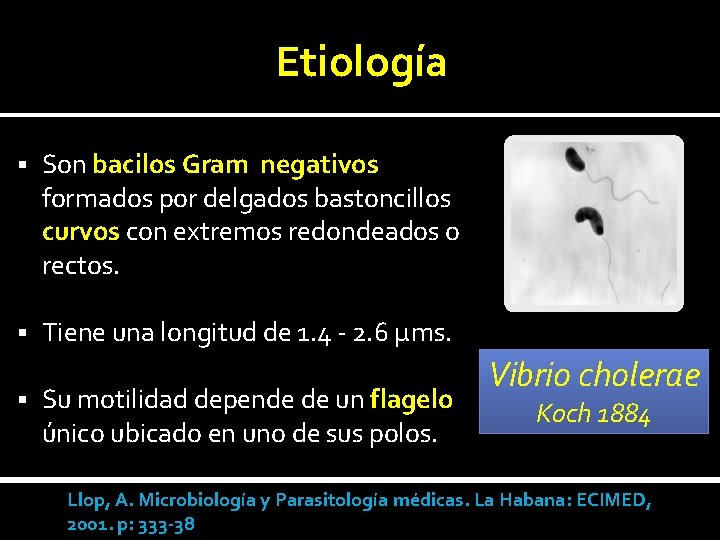 Etiología § Son bacilos Gram negativos formados por delgados bastoncillos curvos con extremos redondeados