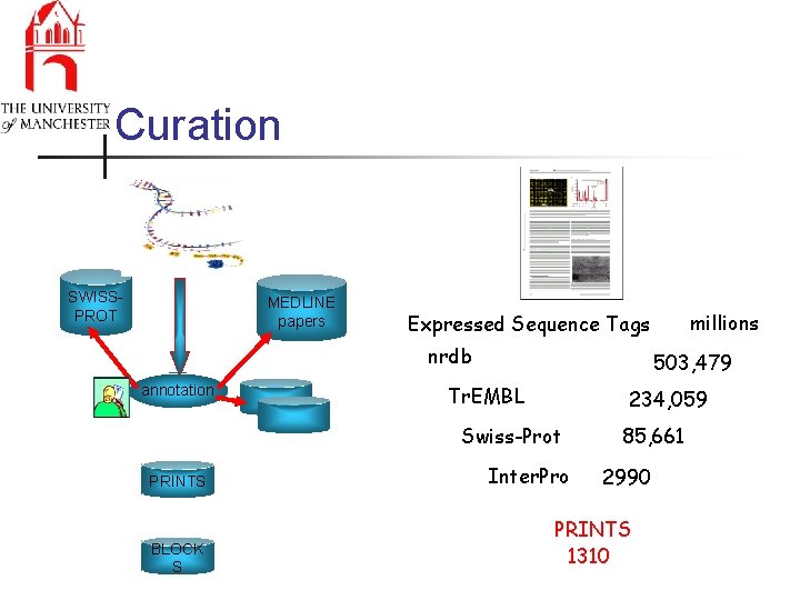 Curation SWISSPROT MEDLINE papers nrdb annotation 503, 479 Tr. EMBL 234, 059 Swiss-Prot PRINTS