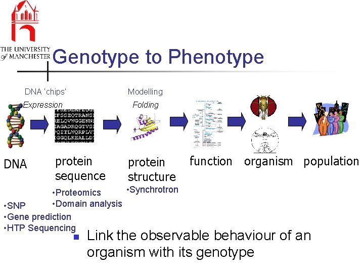 Genotype to Phenotype DNA ‘chips’ Modelling Expression DNA Folding protein sequence protein structure •
