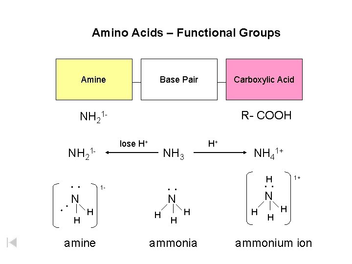 Amino Acids – Functional Groups Amine Base Pair Carboxylic Acid R- COOH NH 21