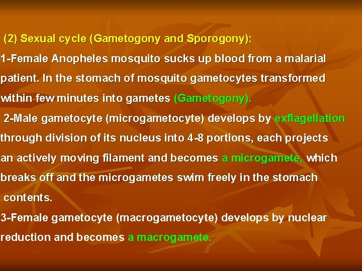 (2) Sexual cycle (Gametogony and Sporogony): 1 -Female Anopheles mosquito sucks up blood from