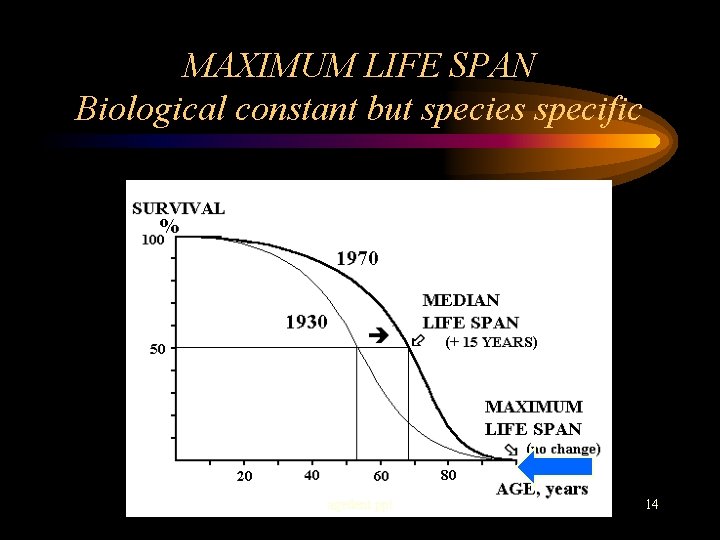 MAXIMUM LIFE SPAN Biological constant but species specific agedent. ppt 14 